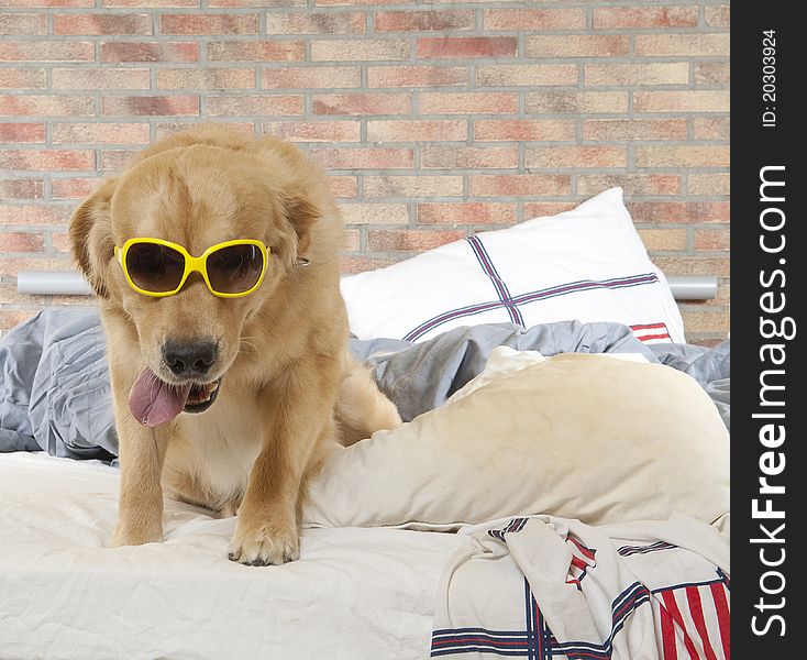 Golden retriever demolishes a pillow on a bed in a bedroom