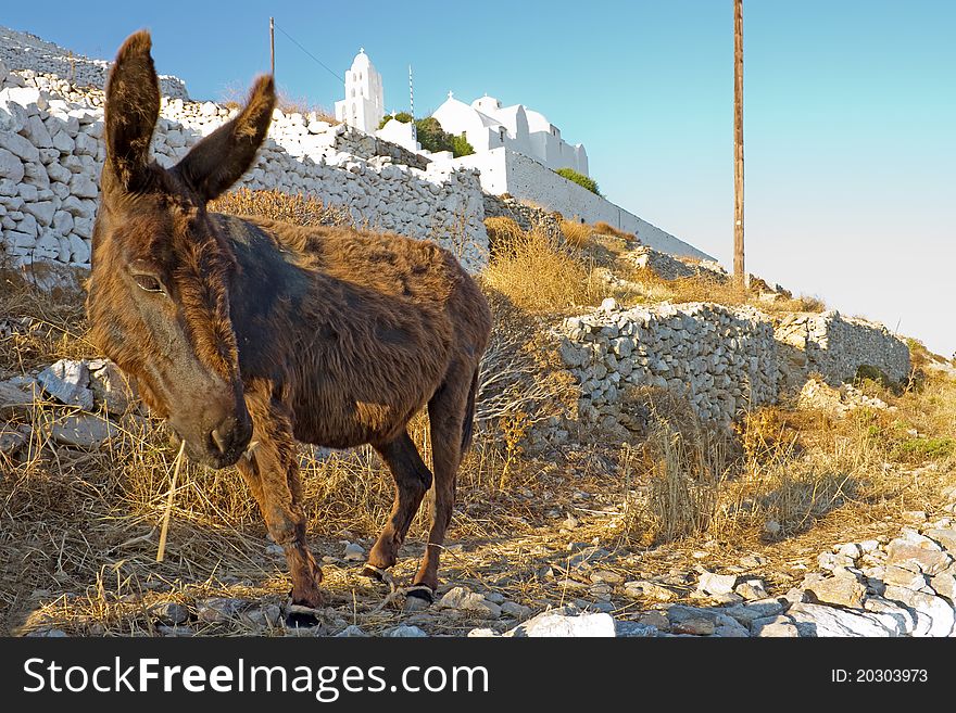 8+ Donkey church Free Stock Photos StockFreeImages