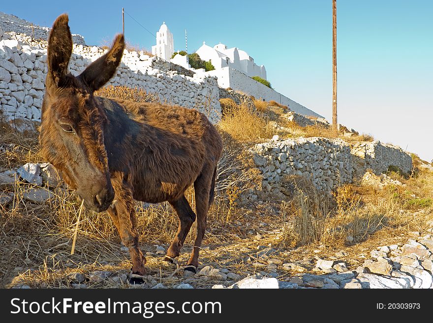 A donkey in the foreground, and the church of Virgin Mary in the background, Folegandros island, Greece. A donkey in the foreground, and the church of Virgin Mary in the background, Folegandros island, Greece