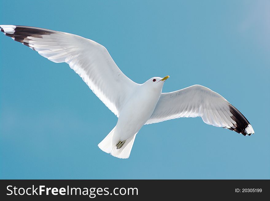 Seagull in blue sky