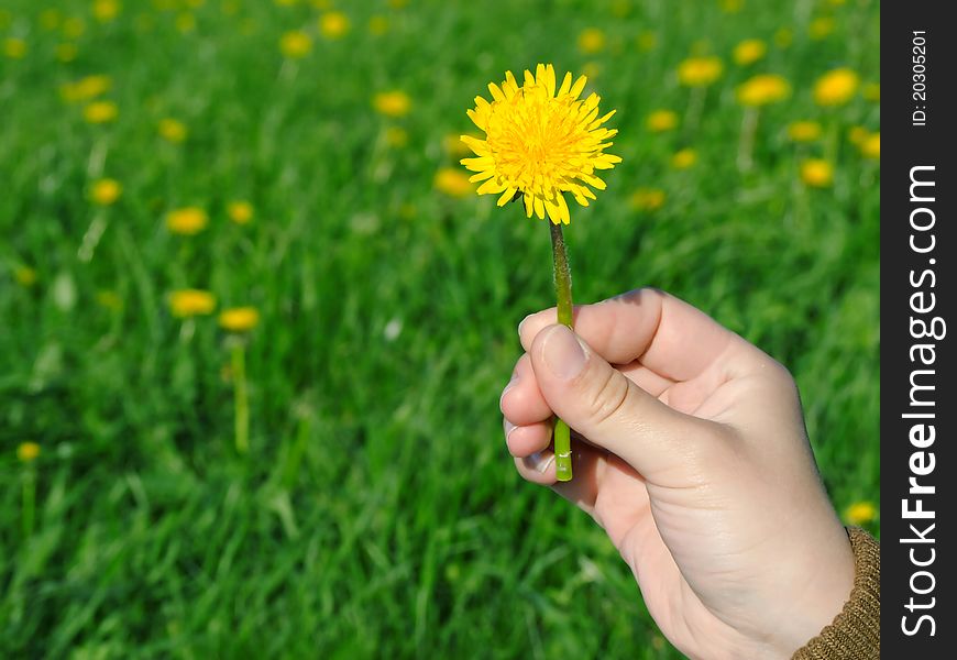 Yellow dandelion flower in his hand on green field