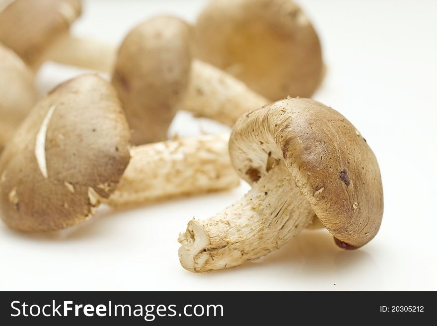 Fresh Shiitake Mushroom On White Background