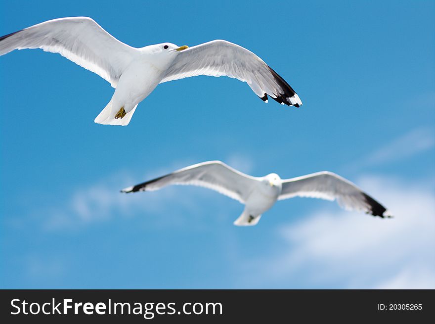Pair of adult seagulls in blue sky