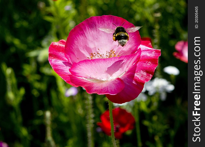 One of many flowers and one of many bees at the Lake Constance on the island Reichenau. One of many flowers and one of many bees at the Lake Constance on the island Reichenau