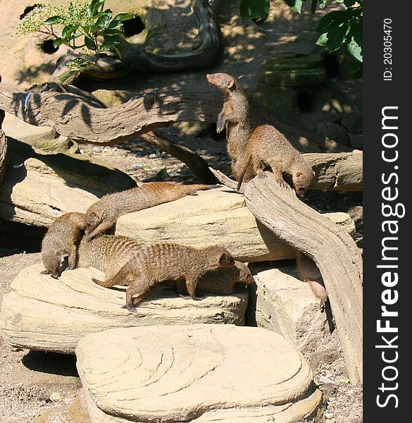 A family of banded mongoose (Mungos mungo) playin on a log while one keeps watch.