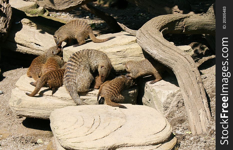 A mother banded mongoose (Mungos mungo) with her young. A mother banded mongoose (Mungos mungo) with her young.