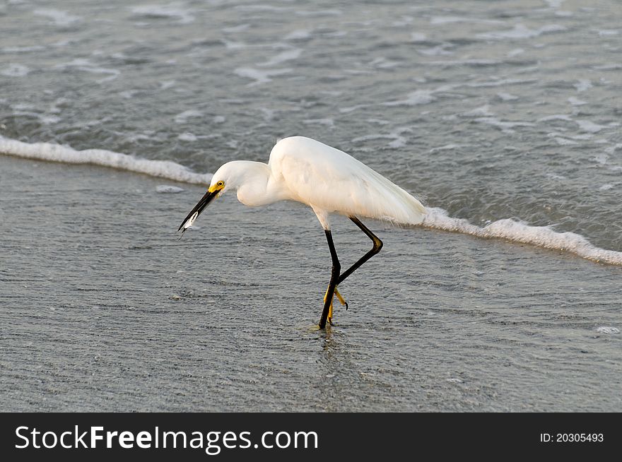 Snowy Egret With Fish