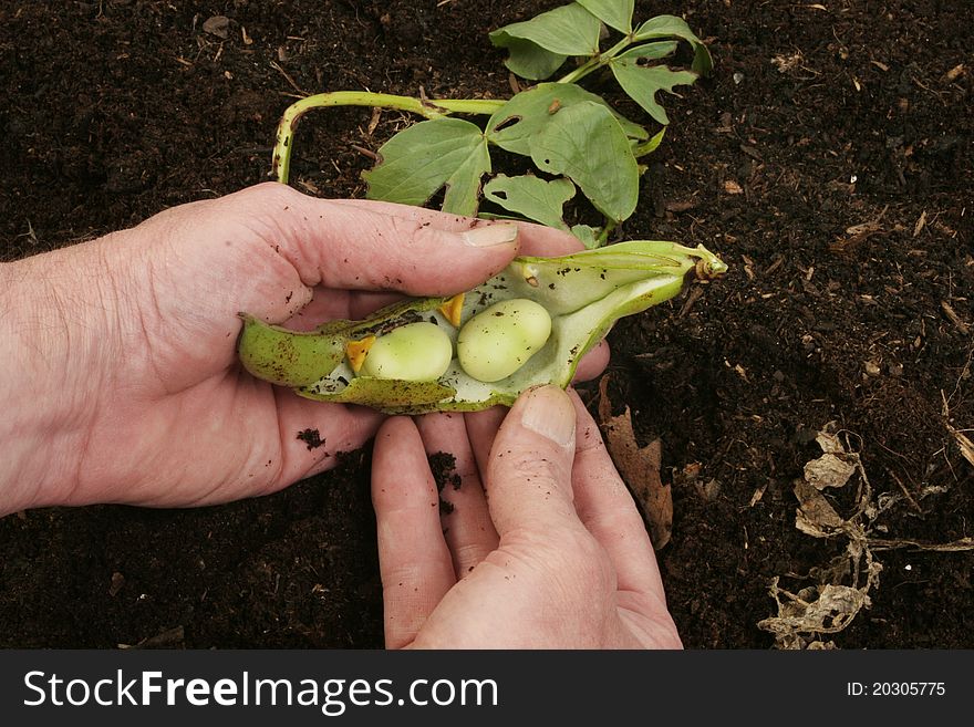 Broad beans in hand