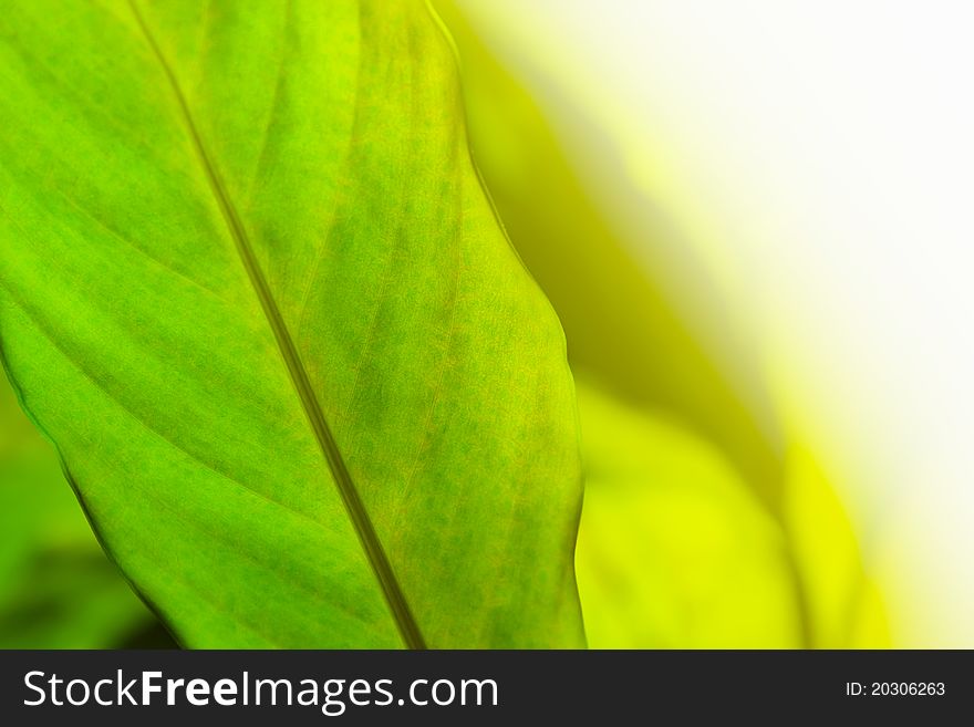 Green Leaves Background