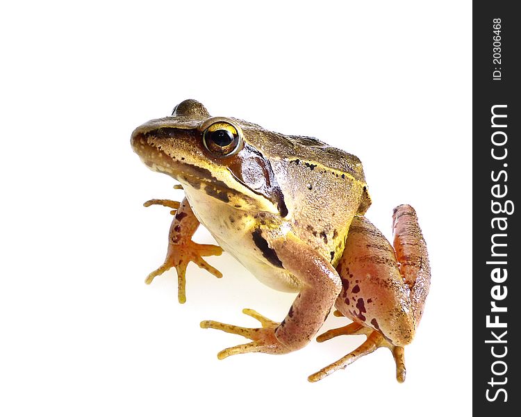 Frog isolated on white background. Frog isolated on white background