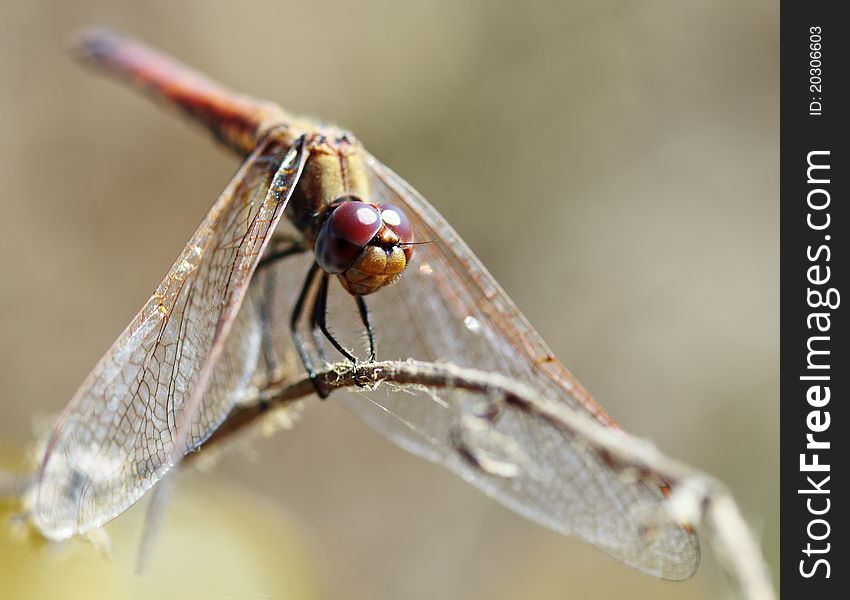 Closeup of a dragonfly