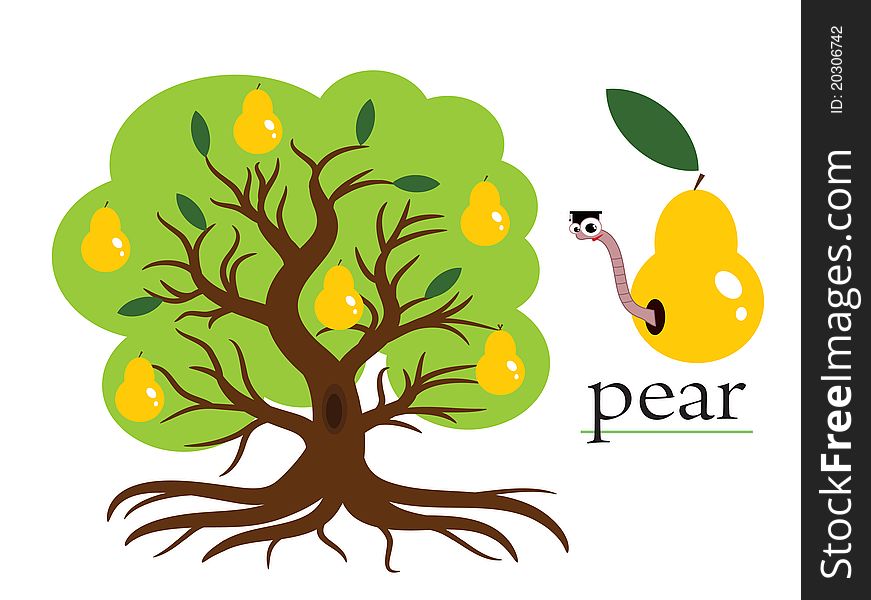 Pear  tree