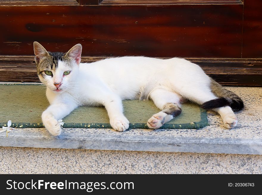 White cat sits on stairs