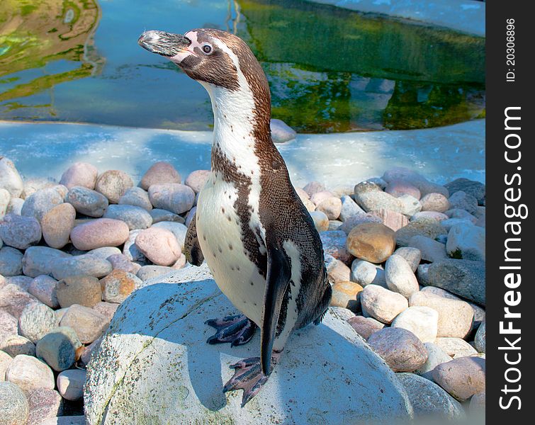 Humboldtâ€™s Penguin (Spheniscus humboldti) native to the west coast of South America
