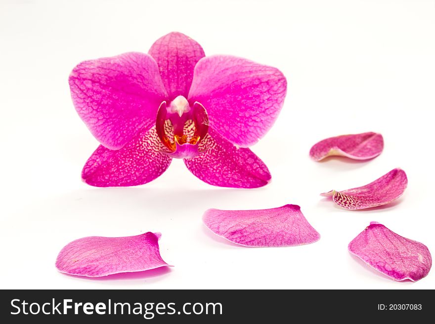 Phalaenopsis flower isolated on white background. Phalaenopsis flower isolated on white background