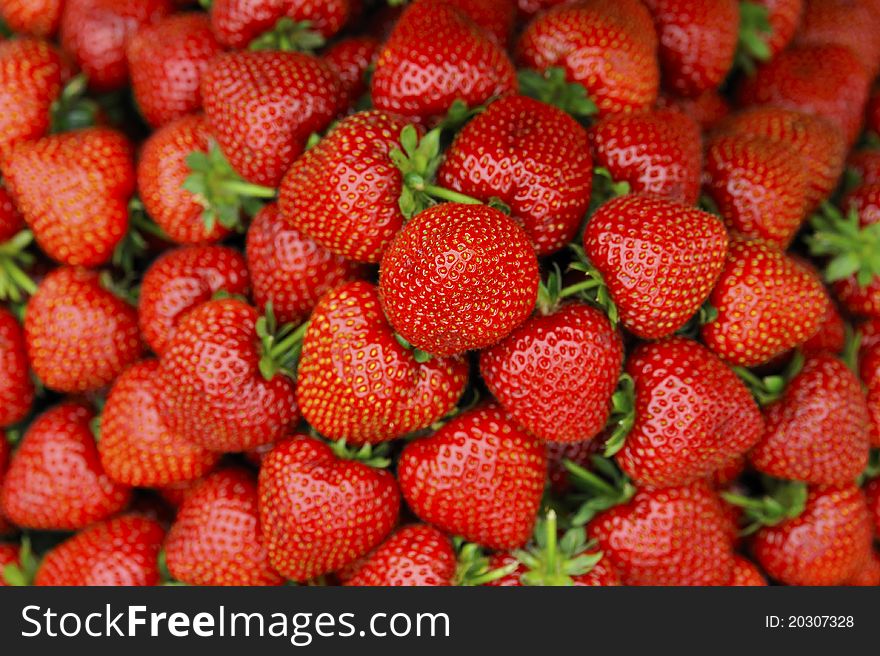 Close up of freshly picked ripe strawberries ready to eat.