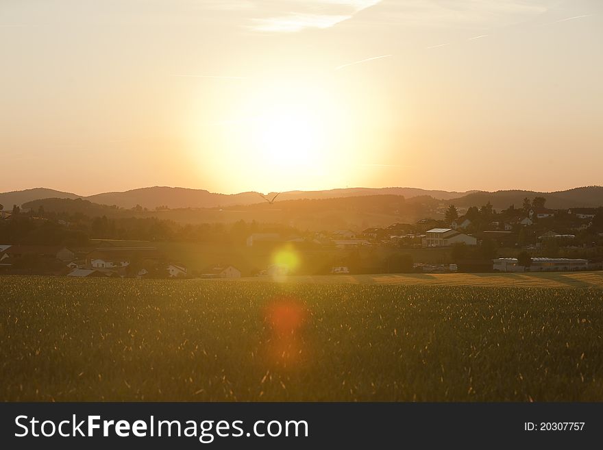 Romantic summer sunset, a village at the background, flying birds.