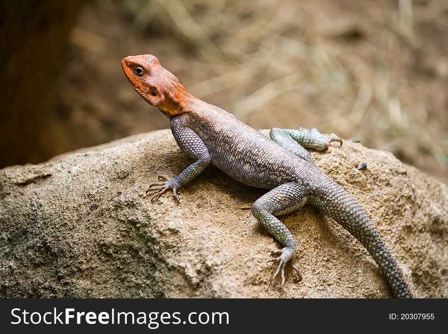 Detail of male red-headed agama on the sandstone