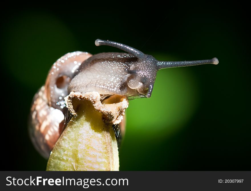 Funny snail on top of a plant