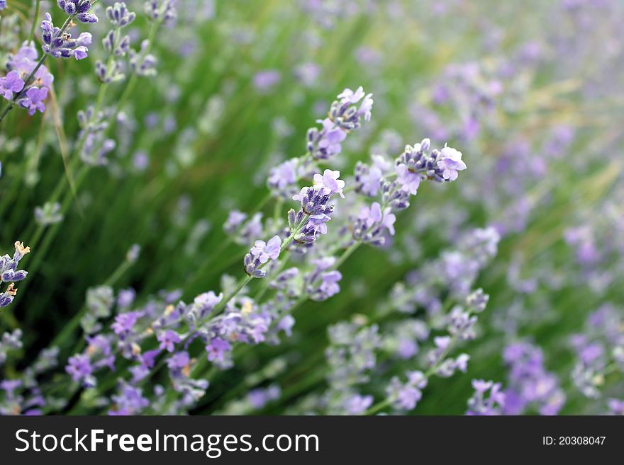 Purple lavender during the summer