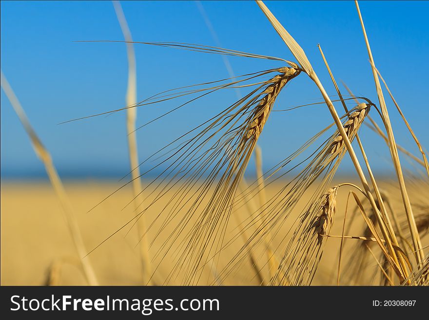 Ears of wheat against the sky, a close up horizontal image