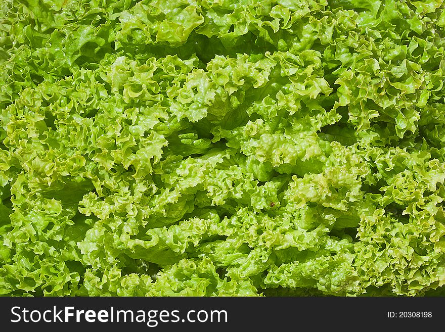 Healthy food, background. Lettuce