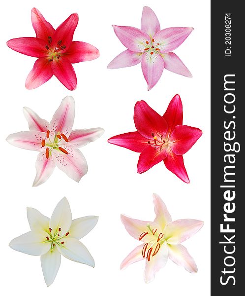 The lily bloomings on white collection. The lily bloomings on white collection