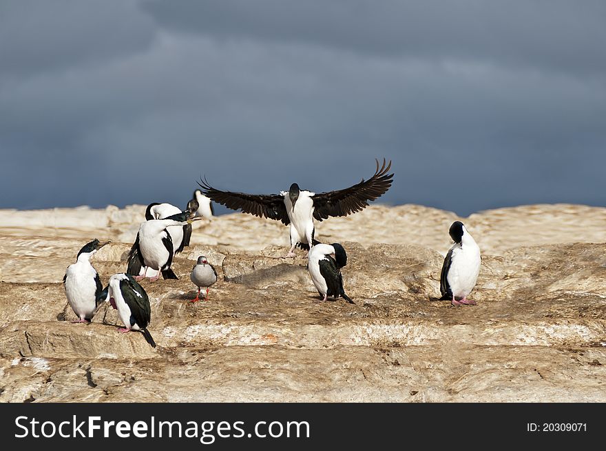 Cormorán Real Imperial Phalacrocorax atricpes albiventer Imperial Cormorant King Blue Eyed. Cormorán Real Imperial Phalacrocorax atricpes albiventer Imperial Cormorant King Blue Eyed