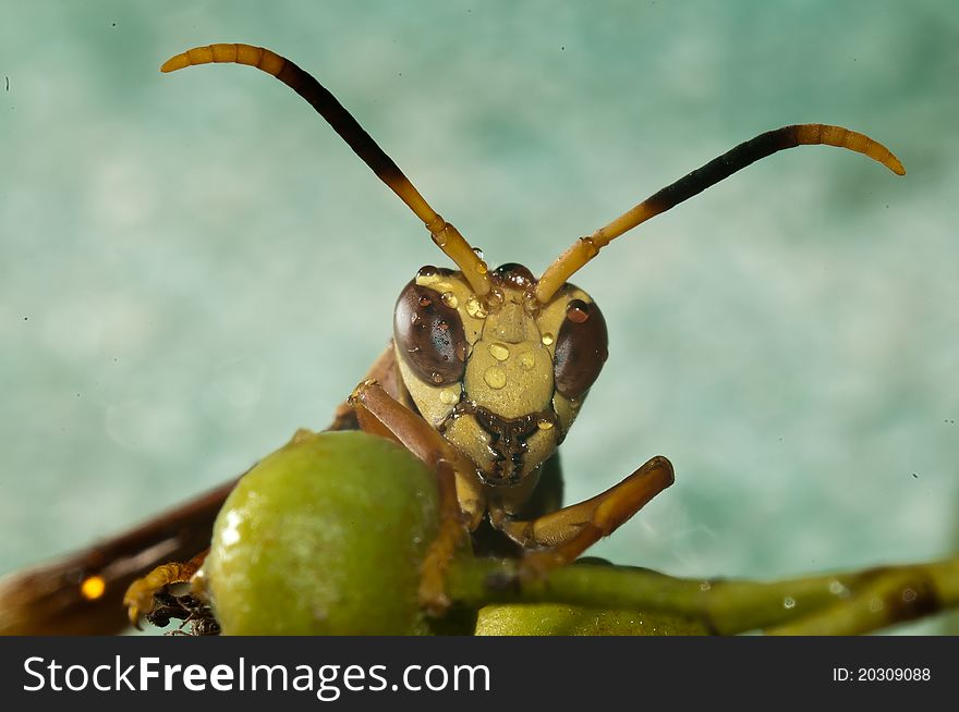 Extreme macro wasp.