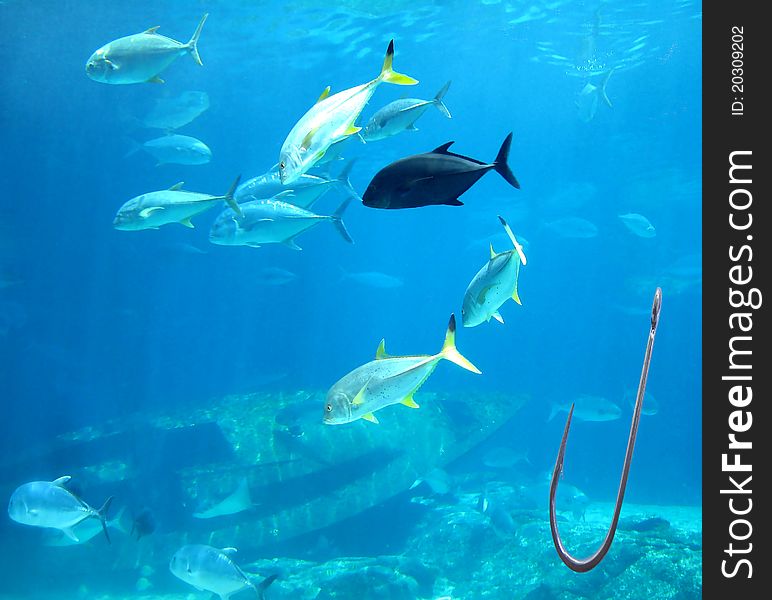 Different types of kingfish swimming together with a fishing hool in the corner. Different types of kingfish swimming together with a fishing hool in the corner.