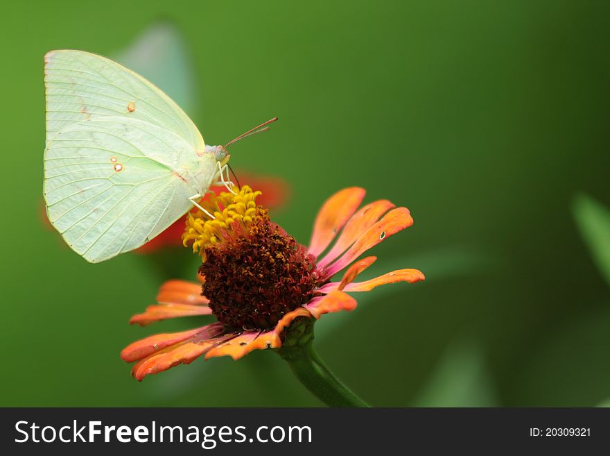 Butterfly And  Chrysanthemum Flower