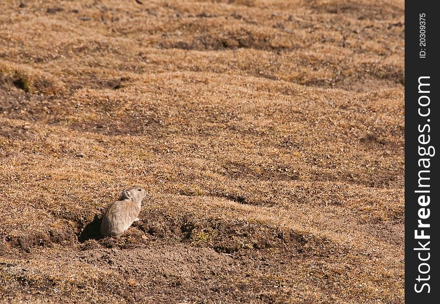 The woodchucks life in the highlands grasslands