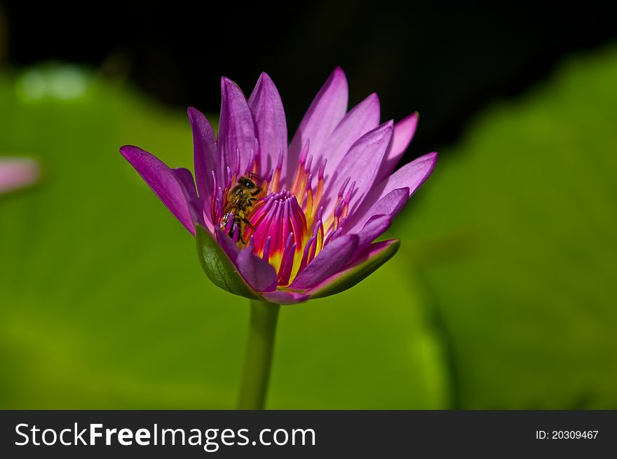 A bee polinates a pink Water Lilly in a pond. A bee polinates a pink Water Lilly in a pond.