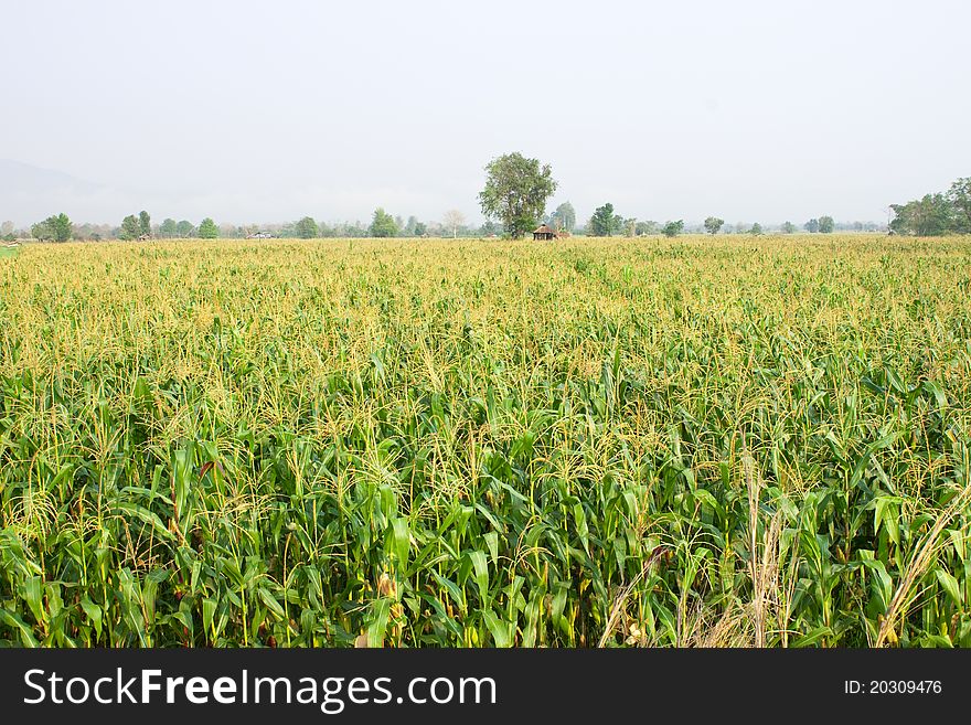 Maize field on February in Thailand and will harvest on July.