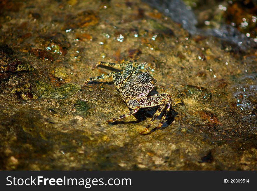 A camoflaged crab scampers across a seaside rock. A camoflaged crab scampers across a seaside rock.