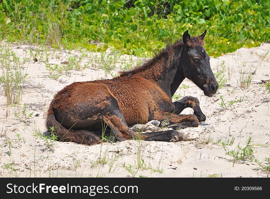 Wild colt resting on beach, outer banks of North Carolina. Wild colt resting on beach, outer banks of North Carolina