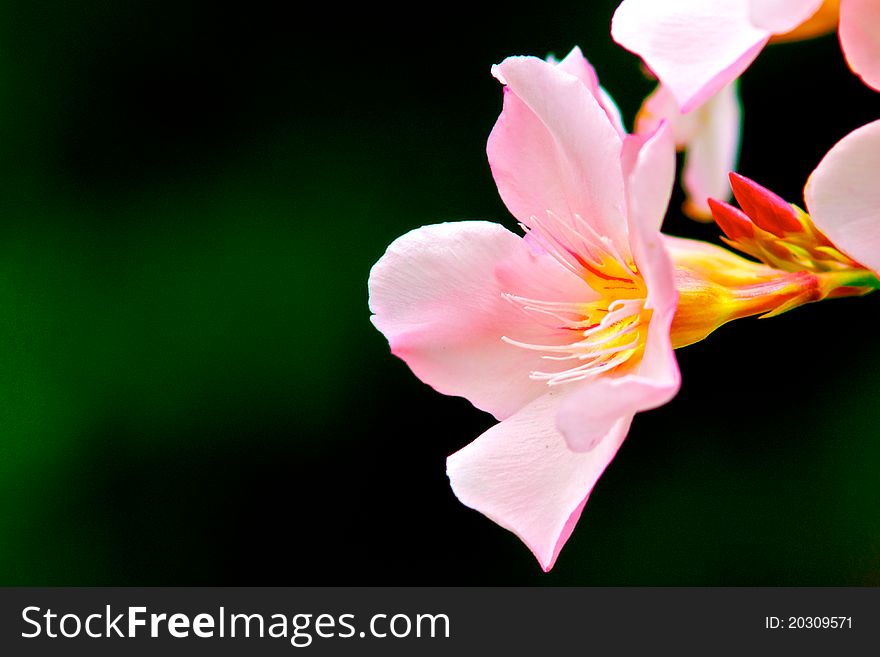 A pink oleander stretches out toward the sun in a Caribbean garden.