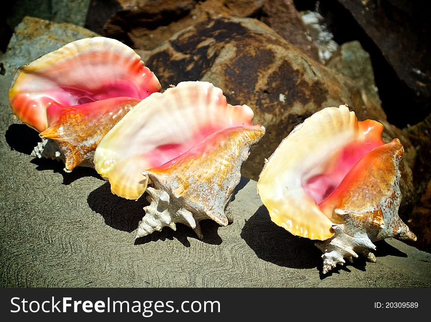 Conch shells in a row dry in the sun. Conch shells in a row dry in the sun.