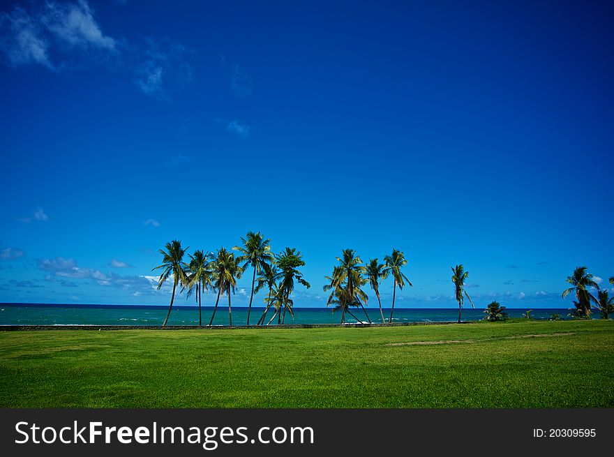 Oceanside Palm Trees