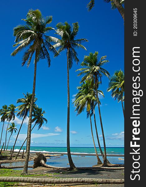 Seaside Palm Trees Under the Sun