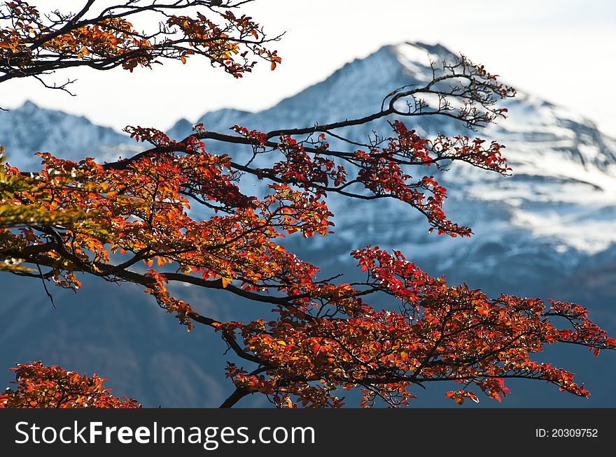 Beech Leaves Against The Mountain