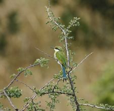 Swallow-Tailed Bee-Eater Stock Images