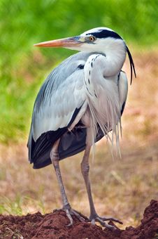 Grey Heron Portrait Stock Image