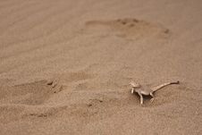 Lizard On A Sand Stock Photo Lizard On A Sand Stock Photo