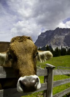 Happy Cow Stock Images
