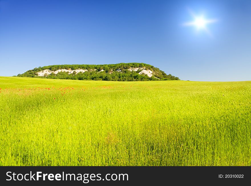 Green meadow on the sunset. Composition of nature.