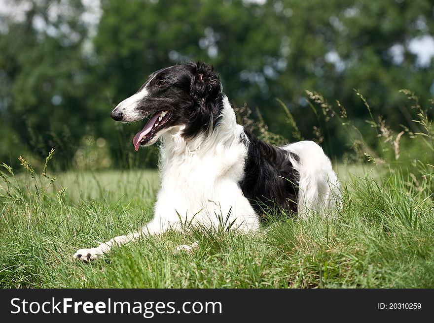 Russian black and white borzoi lying in the grass. Russian black and white borzoi lying in the grass