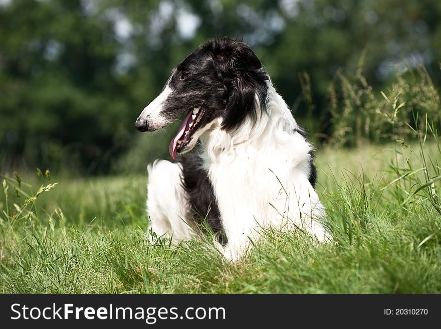 Russian black and white borzoi lying in the grass. Russian black and white borzoi lying in the grass