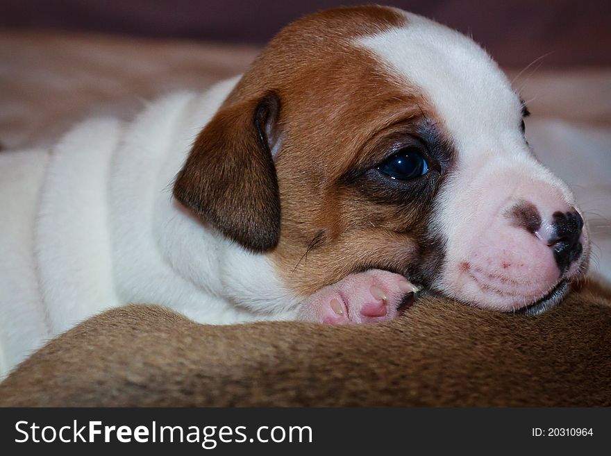 Bulldog puppy