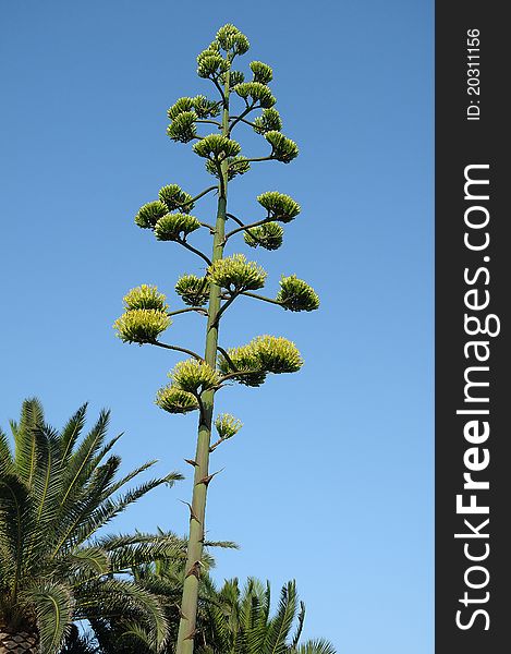 Image of a typical tree of the Mediterranean coasts, the maguey